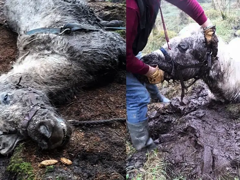 Dead, abandoned horses found in Leitrim forest