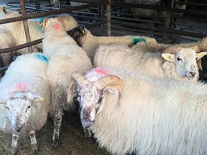 FARMING: Concerns raised about GLAS and Sheep Welfare Scheme