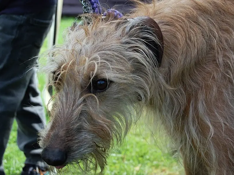 Calls for dog baiting to be made illegal