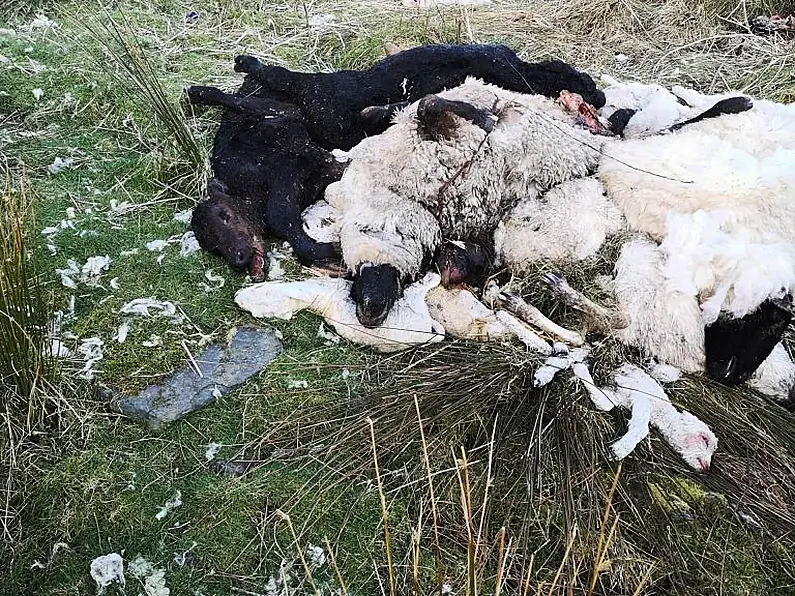 Over 20 dead animal carcasses found along Ladies Brae in Sligo