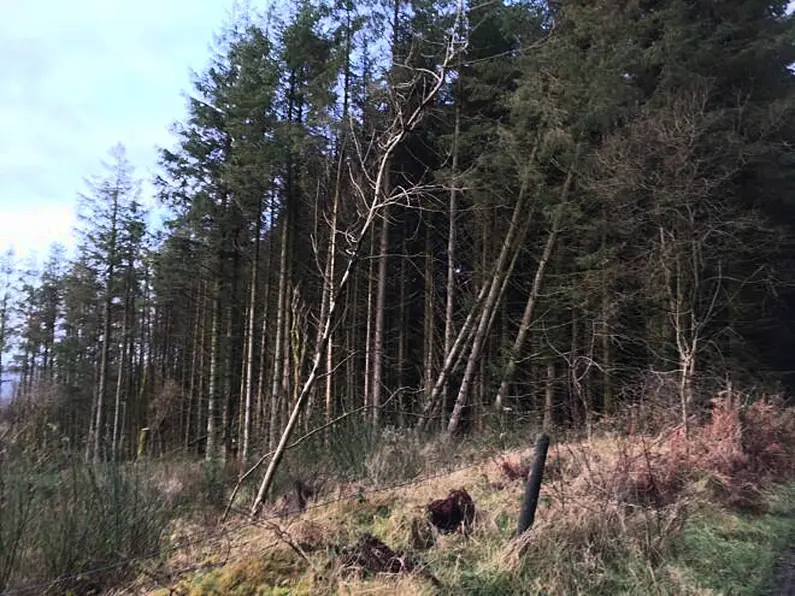 Council has little control over potential plans for large scale forestry development