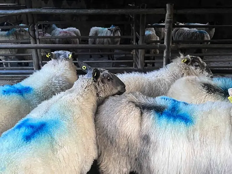 Calls made to change the reference years of the Sheep Welfare Scheme