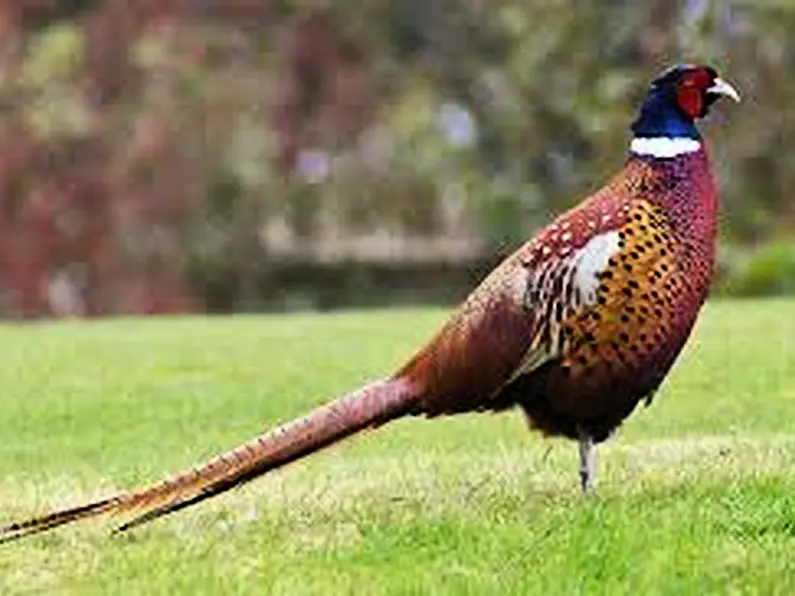 Pheasant shooting season hit by Covid restrictions