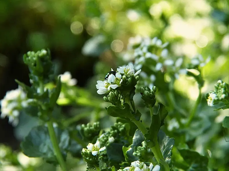 Biodiversity Strategy could wipe out small local farms