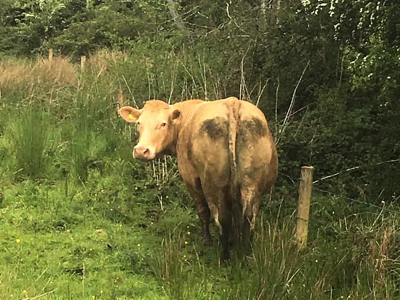 Sligo farming official backs calls for beef regulator