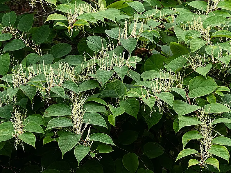 Funding required to tackle Japaense Knotweed and Hogweed growth