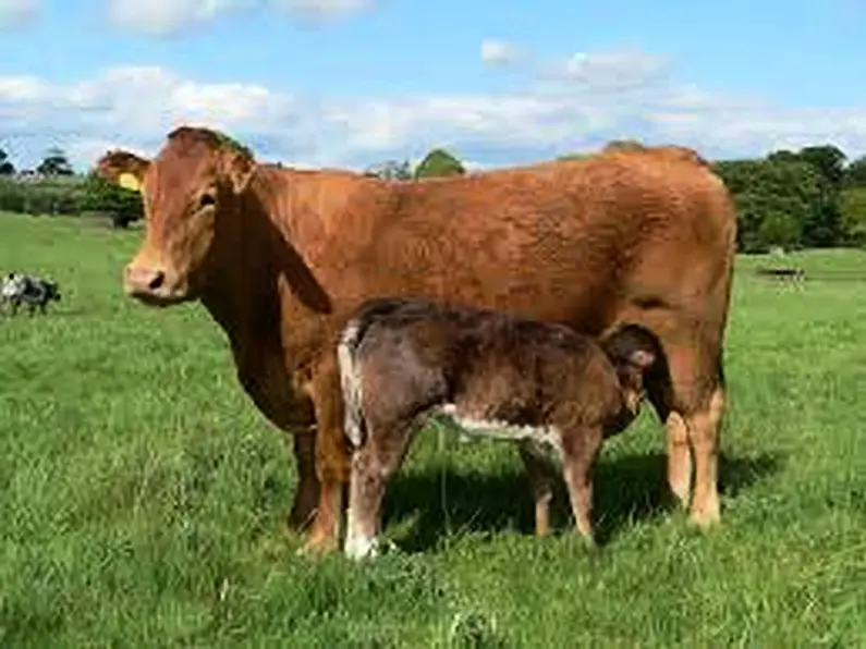 The CAP not fitting for beef and suckler farmers