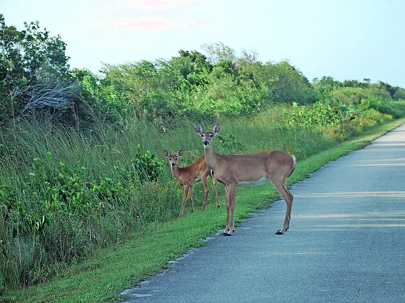 Motorists in North West urged to be vigilant of deers