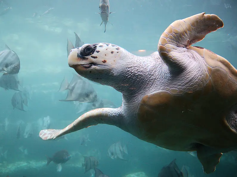 First class trip for sea turtle found in Donegal