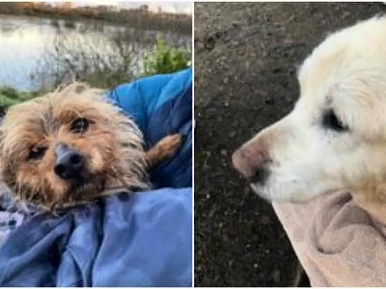 Canine celebration: Dog rescued from icy lake near Dromahair