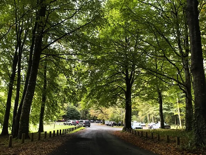 Hazelwood in Sligo among most popular forests in country