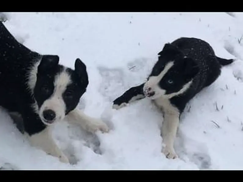 Sheepdog pups stolen in Ballygawley