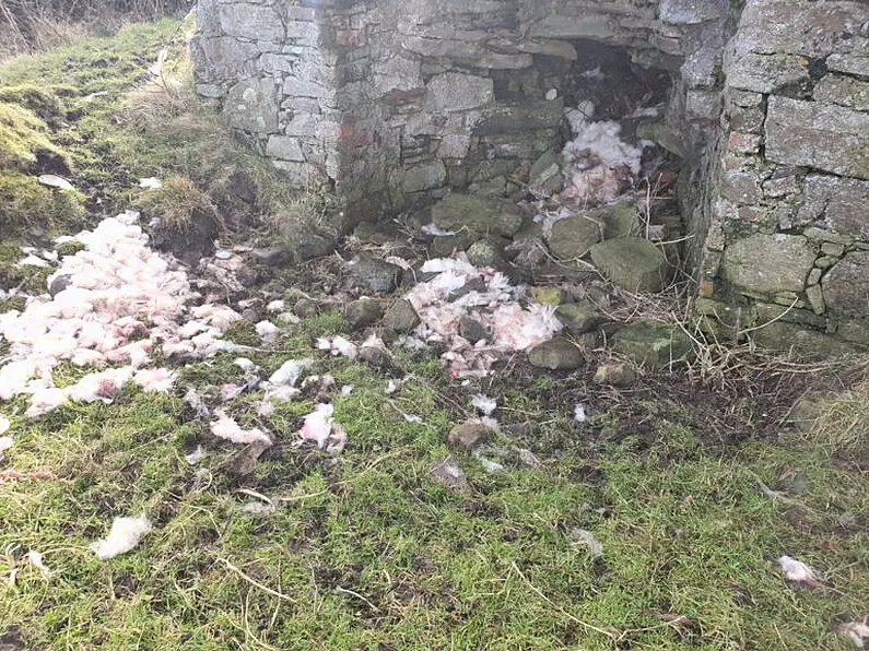 Dog owners asked to be responsible around sheep