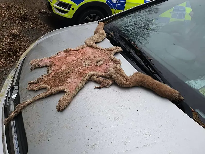 Investigation underway following the slaughter of a lamb