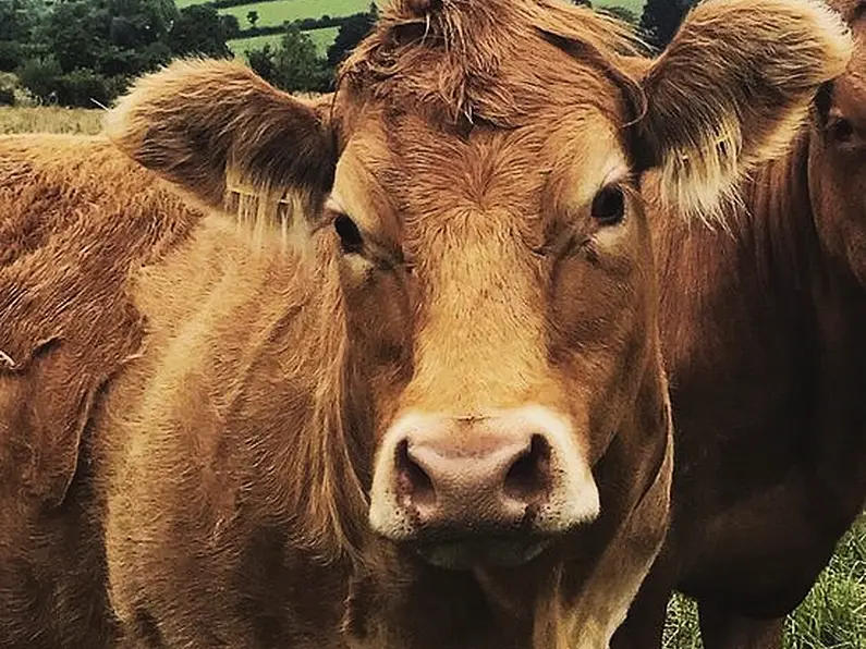 Farmers urged to be vigilant for unusual symptoms in animals