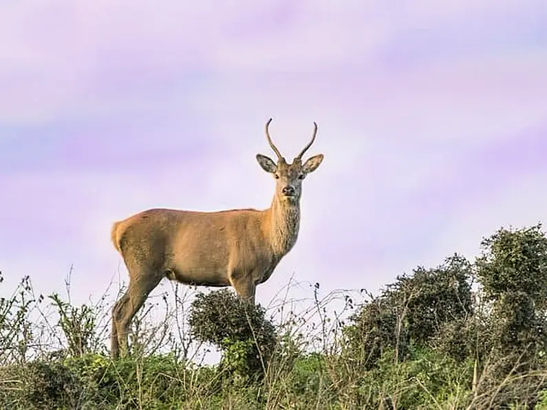 'Army snipers still needed' as local deer cull deemed not enough