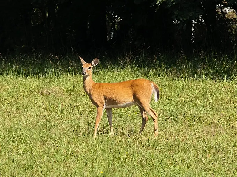 Donegal deer crisis: Not a blade of grass left for livestock