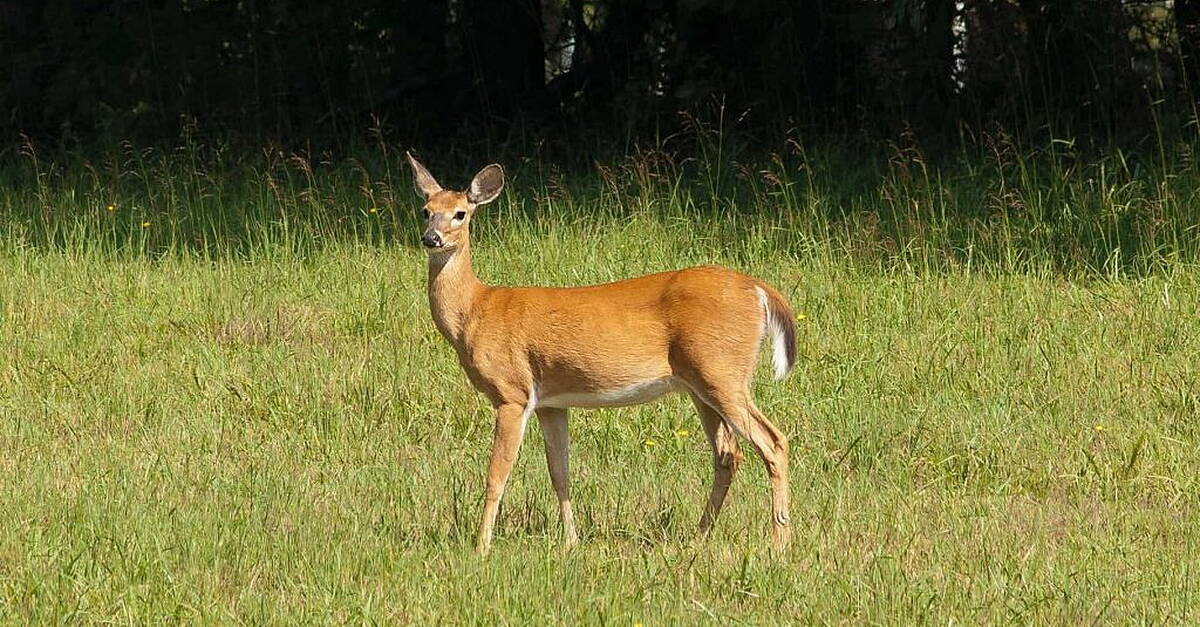 Consultation launched in response to a rise in deer population | OceanFM