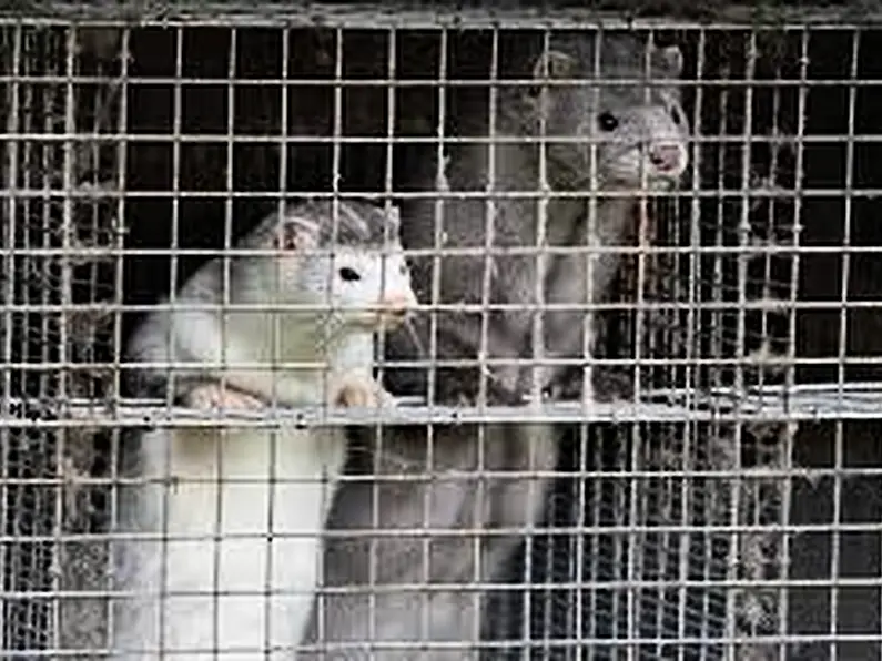 TDs to discuss fur farming ban as three farms, including one in Donegal, face closure