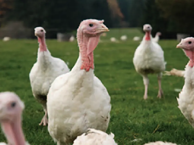 Local Turkey producer says avian flu outbreak could be damaging for the sector