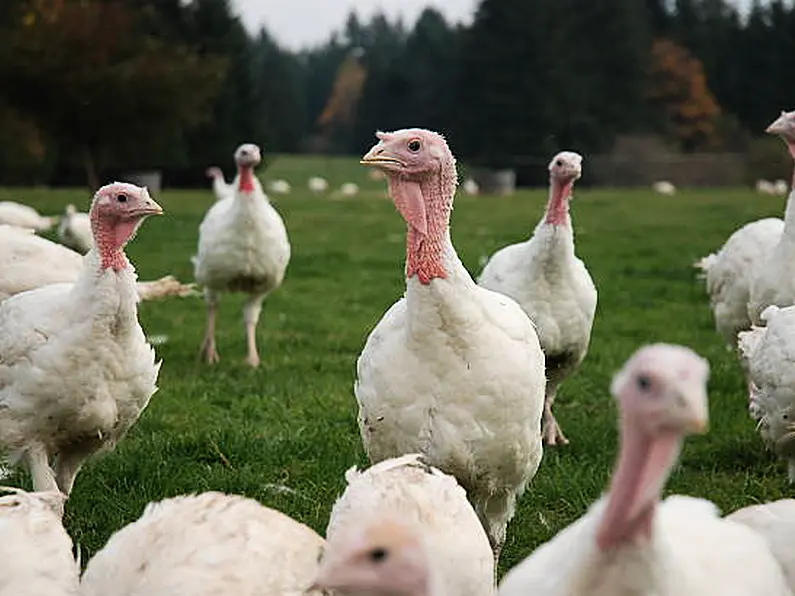 Sligo turkey producer says there's uncertainty in the market this year