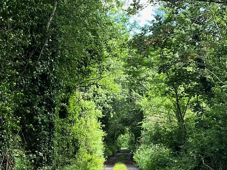 Calls for hedge cutting in North Leitrim to be taken more seriously