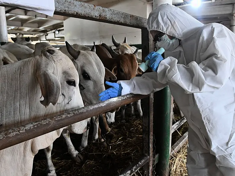 Farmers call for temporary ban on live animal imports from the UK after a suspected foot and mouth disease case