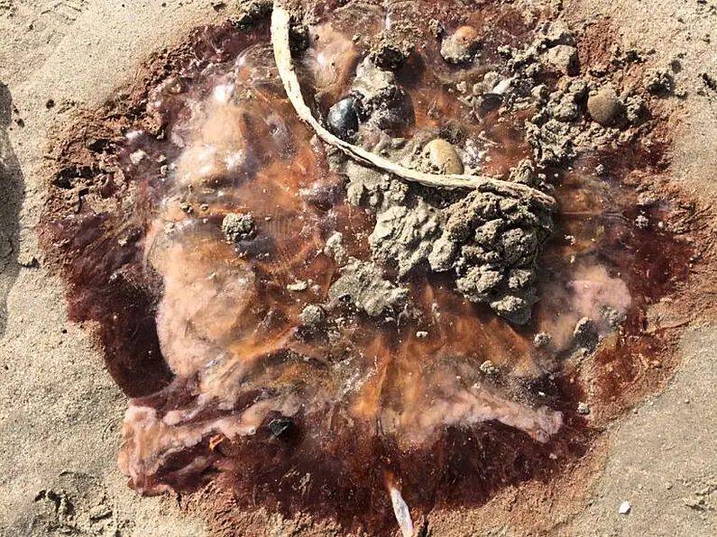 Reported sightings of Lion's Mane jellyfish at Enniscrone Beach