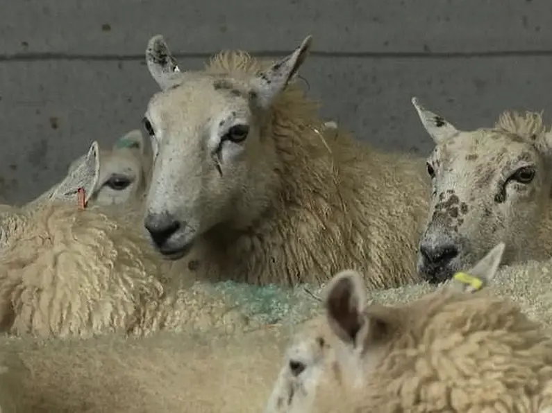 Local Farming official calls for stronger measures to prevent dog attacks on sheep