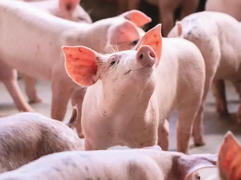 Agriculture Minister to hold further talks with Pig Processors