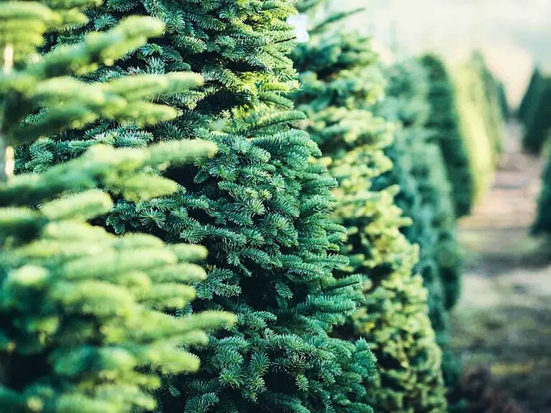 Gardaí launch new operation to combat Christmas tree theft