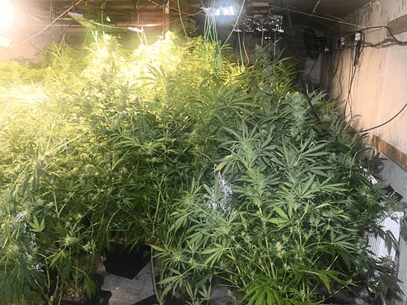 Estimated €227,200 worth of cannabis seized in Charlestown