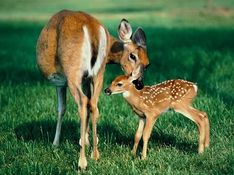 Leitrim councillor says large amounts of forestry are leading to concerns over rising deer numbers locally