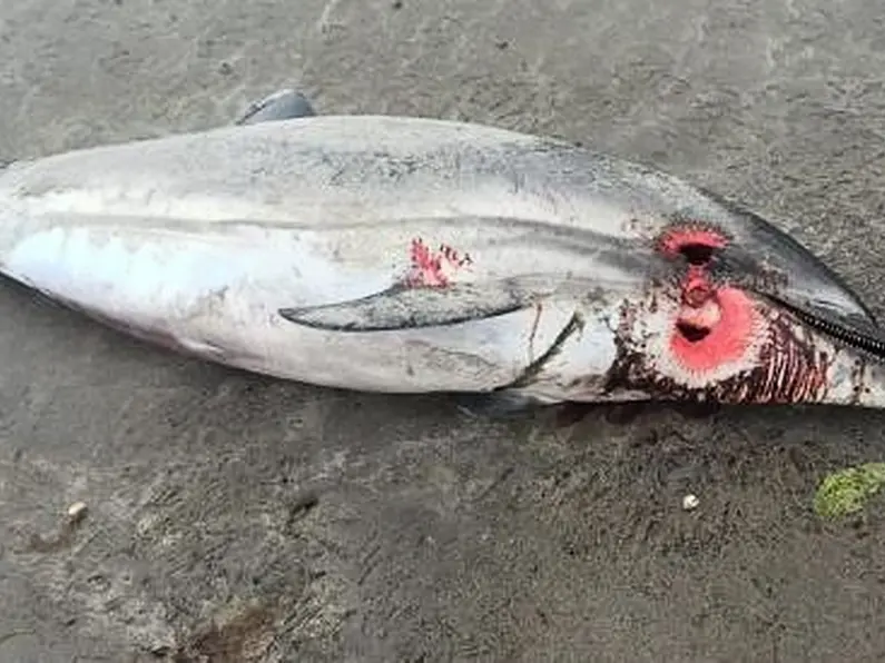 Dead dolphin discovered on Sligo shoreline