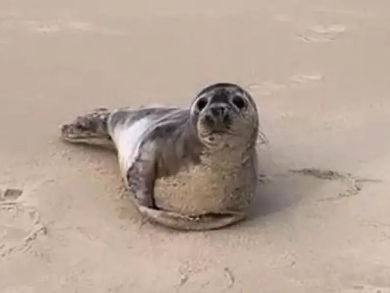 Free seal rescue training in Sligo this weekend