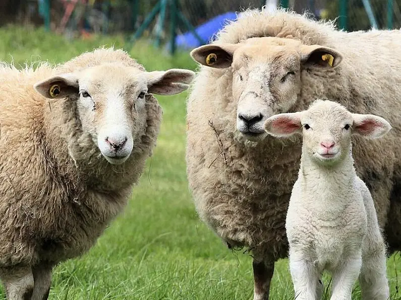 Donegal has highest number of sheep in Ireland