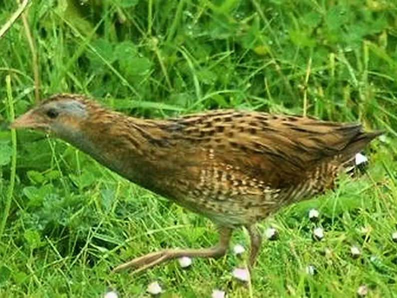 Corncrake population increases in North West