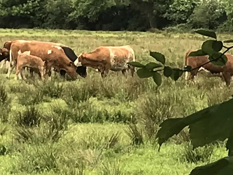 Rural TDs set to announce pre-budget submission