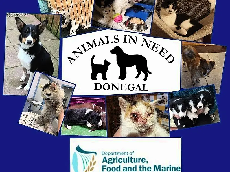 Donegal Animals in Need appeal to cat owner to come forward