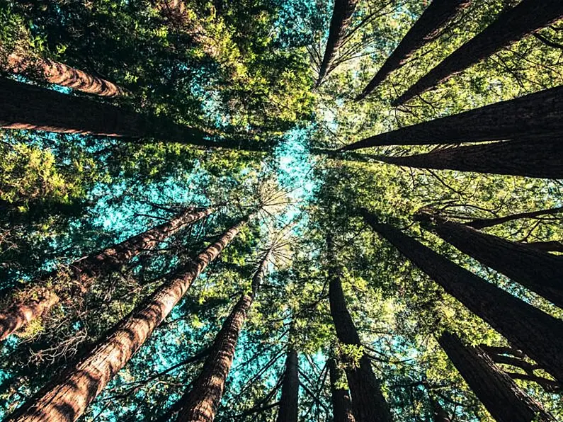 Scheme eyed in Donegal to cut trees posing risk to power lines