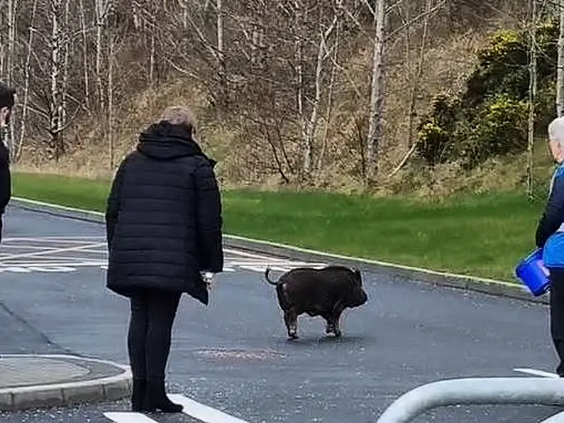 Unusual suspect hogs the limelight in Donegal Town