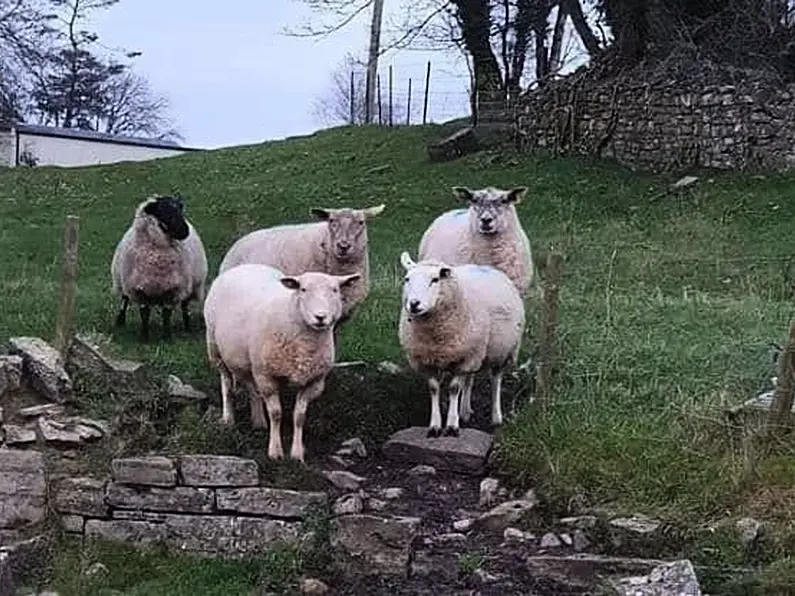 Gardai issue warning following sheep attack in west Donegal