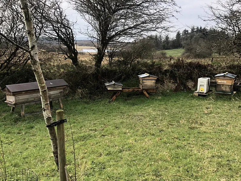 Beekeeping classes begin in south Sligo