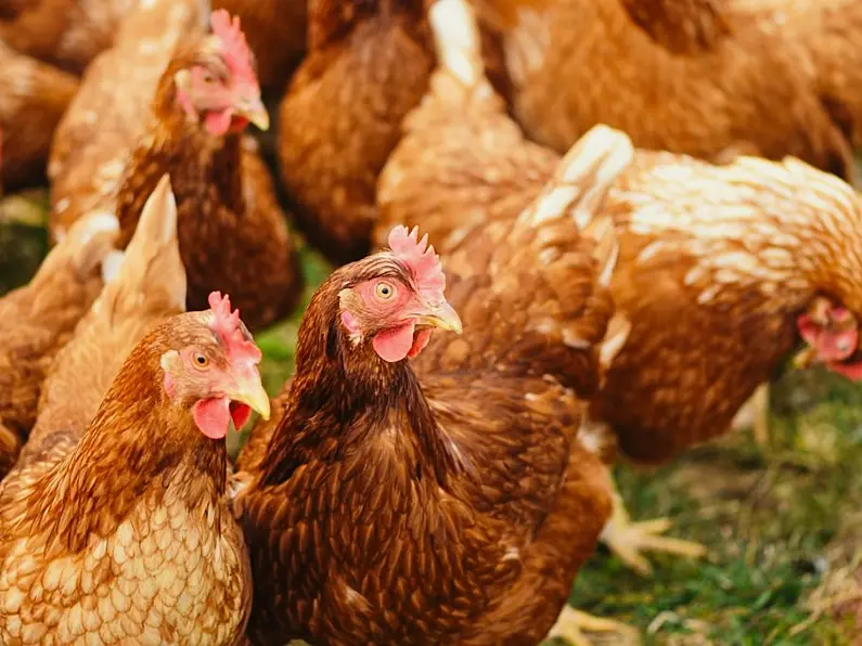 North West poultry owners issues advice over bird flu outbreak