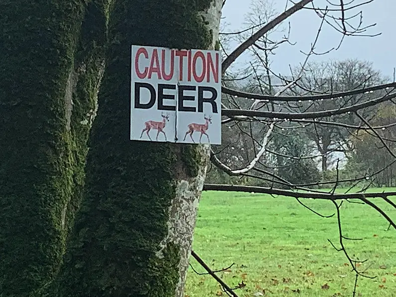 Deer cull necessary for Co Sligo insists deer manager