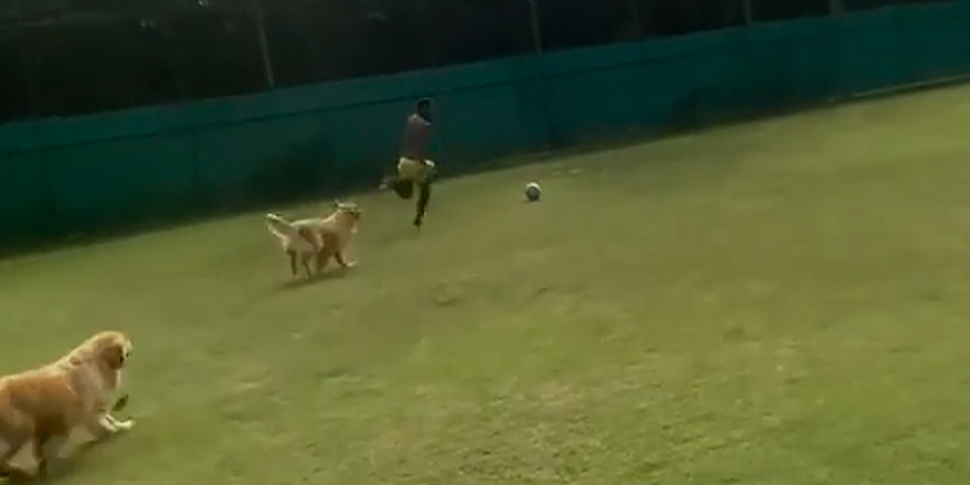 WATCH: Neymar trains with dogs...