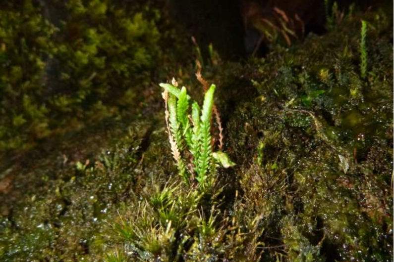 Second population of Europe’s rarest fern discovered in Killarney National Park