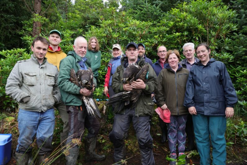 Four white-tailed eagle chicks released at Killarney National Park