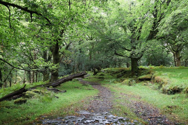 Parts of Killarney National Park impassable