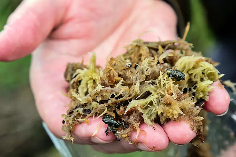 200 of Ireland&rsquo;s rarest amphibians being released in West Kerry this afternoon